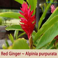Alpinia/ Red Ginger