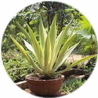Botanical Garden